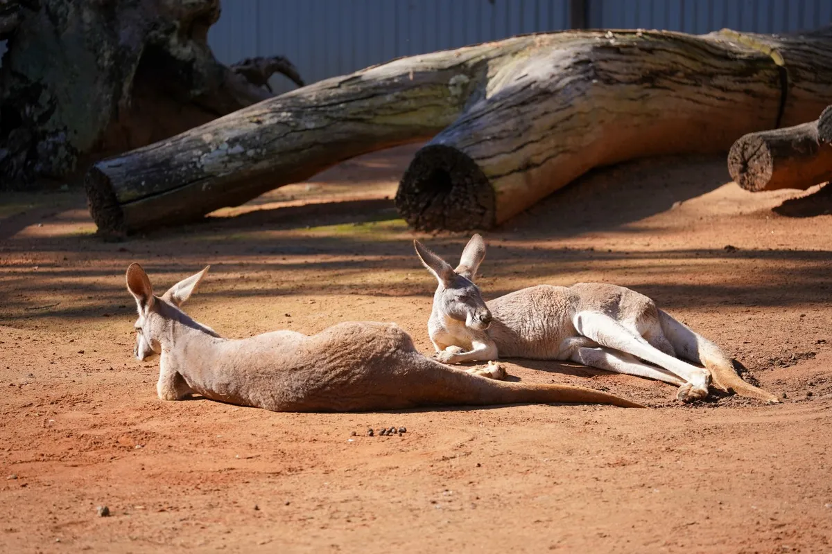 Australian Gold Kangaroo Coins: From Nugget to Kangaroo