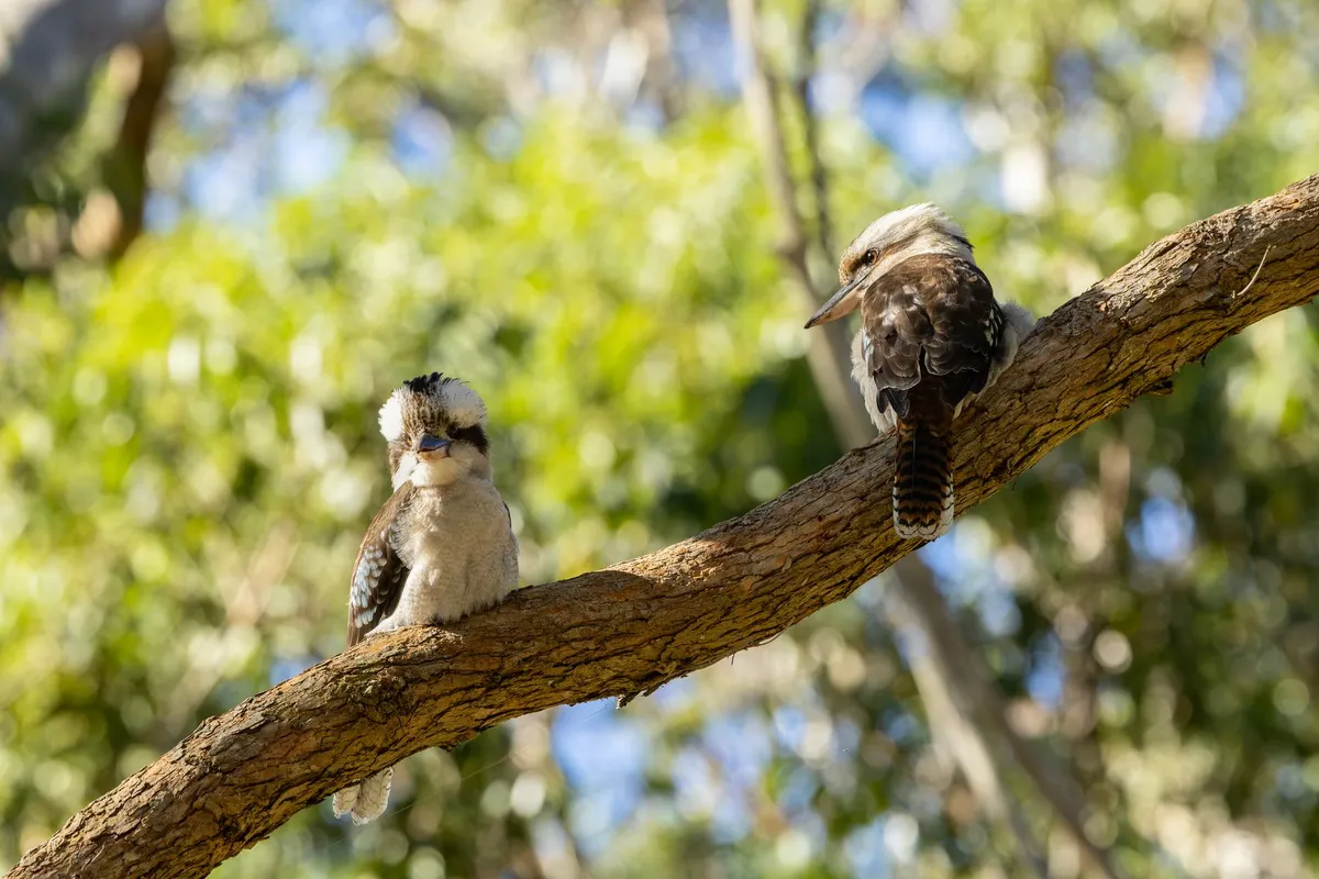 Australian Silver Kookaburra Coins: A Yearly Design Since 1990